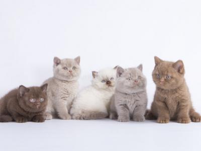 British Boys Lilac And Cinnamon Xalot And Xasan - British Shorthair - Gallery Photo #1