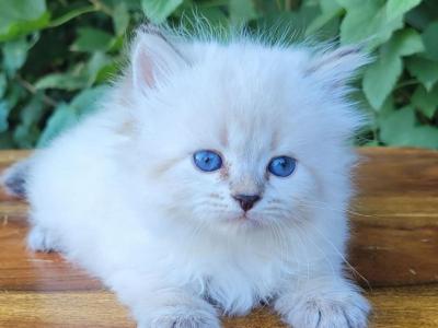 5 Siberian Neva Masquerade Kittens - Siberian - Gallery Photo #1