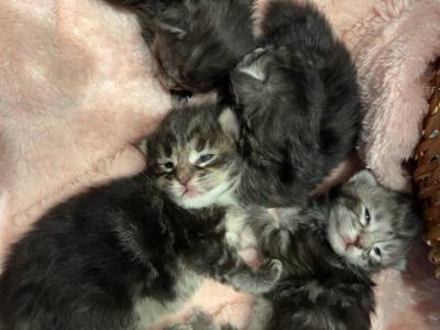 Gracie And Angus Litter - Maine Coon - Gallery Photo #1