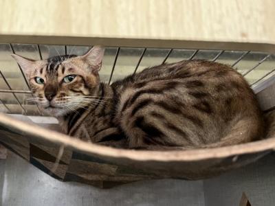 Lucy - Bengal - Gallery Photo #1