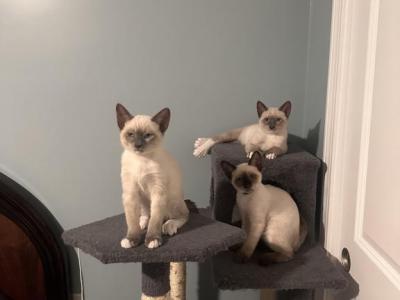 Siamese Kittens - Siamese - Gallery Photo #1