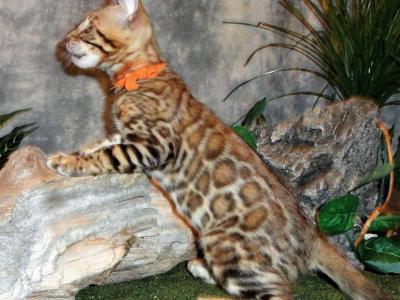 UPCOMING LITTERS Brown Silver Snow Bengal Kittens - Bengal - Gallery Photo #1