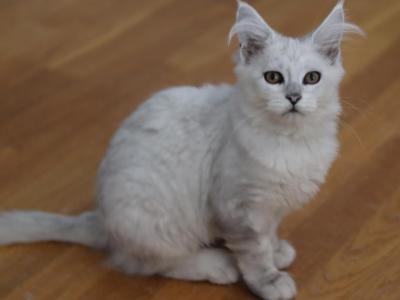 Silver Shaded Girl - Maine Coon - Gallery Photo #1