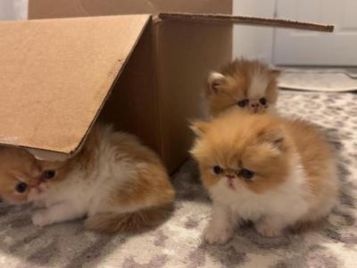 Kittens - Persian - Gallery Photo #1
