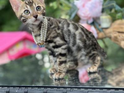 BEAUTIFUL SILVER & BROWN KITTENS - Bengal - Gallery Photo #1