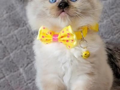 Pretty Ragdolls - Ragdoll - Gallery Photo #1