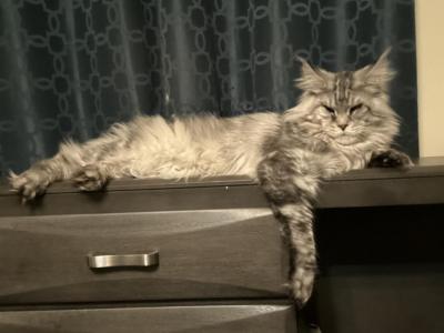 European Maine Coon Kittens - Maine Coon - Gallery Photo #1