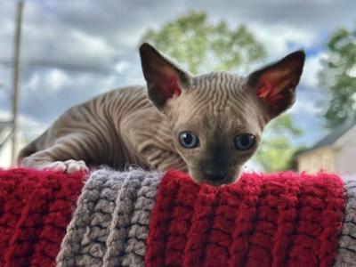 Sphynx Babies Sphynx USA - Sphynx - Gallery Photo #1