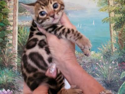 Bautiful Amazing Bengal Kittens Available - Bengal - Gallery Photo #1