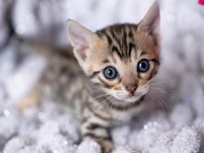 Nymerias Babies - Bengal - Gallery Photo #1