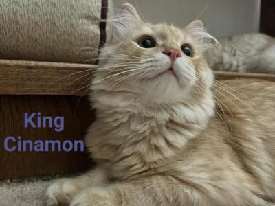 King Cinnamon Fluffy Love - Siberian - Gallery Photo #1