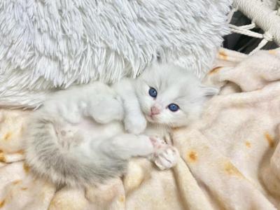 New Babies Are Here - Ragdoll - Gallery Photo #1