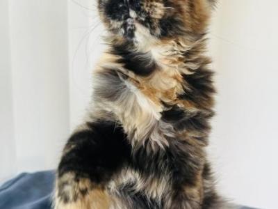 Hanna - Maine Coon - Gallery Photo #1