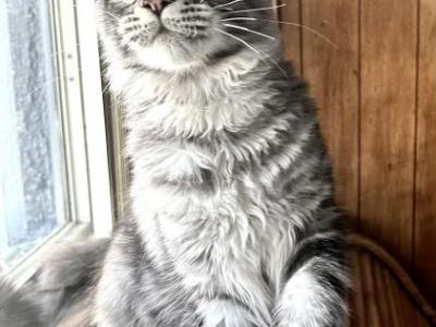 Dior - Maine Coon - Gallery Photo #1