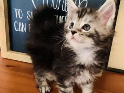 Litter P - Maine Coon - Gallery Photo #1