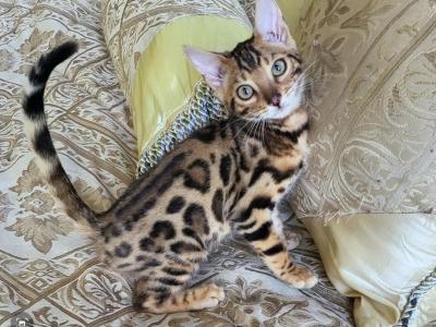 Gorgeous Amazing Bengal Kittens Available - Bengal - Gallery Photo #1