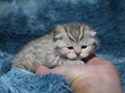 High Percentage British Shorthair Munchkin Kittens - British Shorthair - Gallery Photo #1