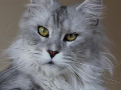 Holiday - Maine Coon - Gallery Photo #1