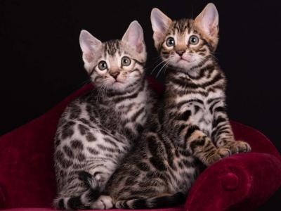 NEW BENGAL BABIES BENGALS FOREVER LITTERS COLORS - Bengal - Gallery Photo #1