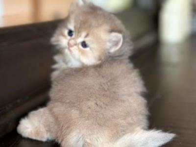 British Longhair Blue Golden Chinchilla Ay11 - British Shorthair - Gallery Photo #1