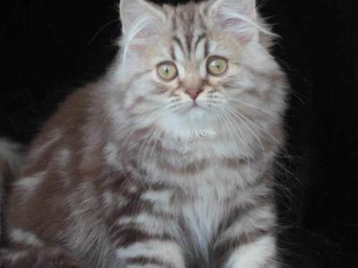 British Longhair Chocolate Silver Male - British Shorthair - Gallery Photo #1