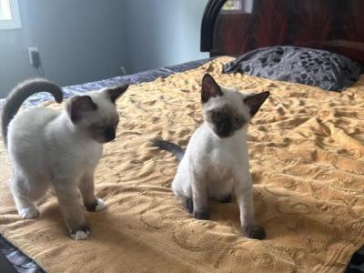 Siamese Kittens - Siamese - Gallery Photo #1