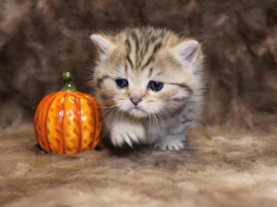 High Percentage British Shorthair Munchkin Kittens - British Shorthair - Gallery Photo #1