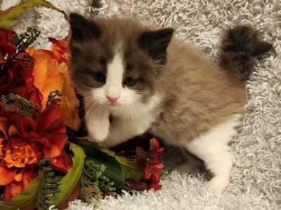 Beautiful Babies - Ragdoll - Gallery Photo #1