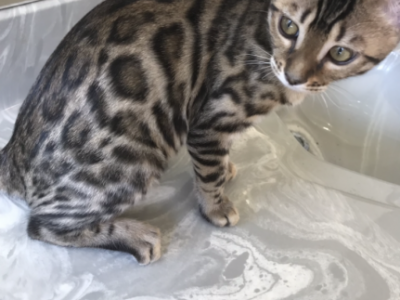 BENGAL KITTEN Male And Female - Bengal - Gallery Photo #1