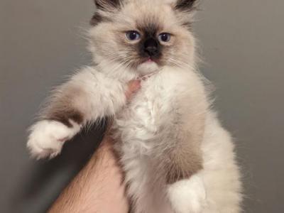 Seal Mitted   Mia - Ragdoll - Gallery Photo #1