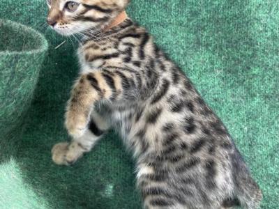 Bengals Brown Collar Male - Bengal - Gallery Photo #1