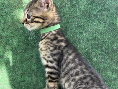 Bengals Dk Green Collar Male - Bengal - Gallery Photo #1