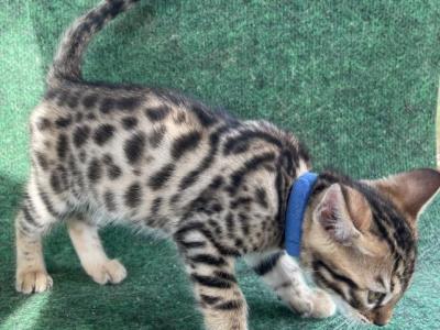 Bengals Dk Blue Collar Male - Bengal - Gallery Photo #1