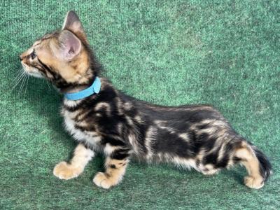 Bengals Lt Blue Collar Male - Bengal - Gallery Photo #1