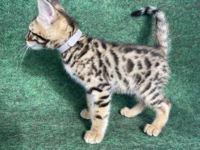 Bengals Grey Collar Male - Bengal - Gallery Photo #1