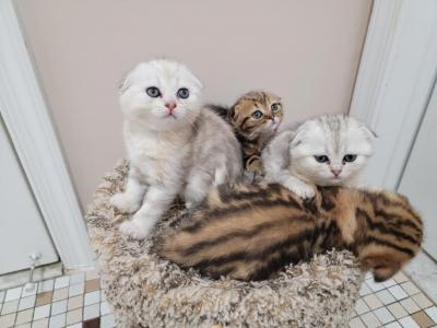 Barbara Litter - Scottish Fold - Gallery Photo #1