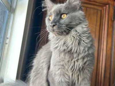 Giada - Maine Coon - Gallery Photo #1