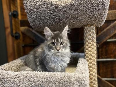 Ashoka - Maine Coon - Gallery Photo #1