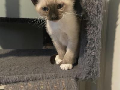 August 26th Litter Siamese - Siamese - Gallery Photo #1