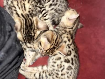 Bengal Kittens - Bengal - Gallery Photo #1