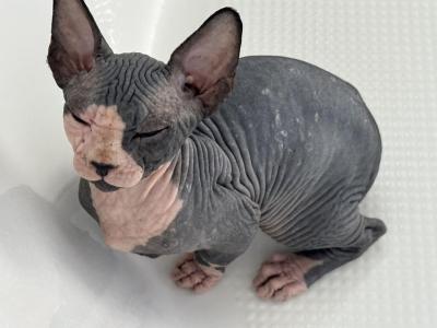 Pretty R Sphynx Kittens - Sphynx - Gallery Photo #1