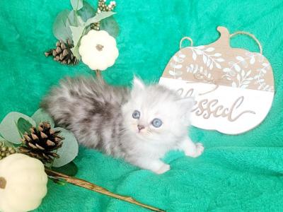 Silver Shaded Male Chinchilla Dollface Persian Kit - Persian - Gallery Photo #1