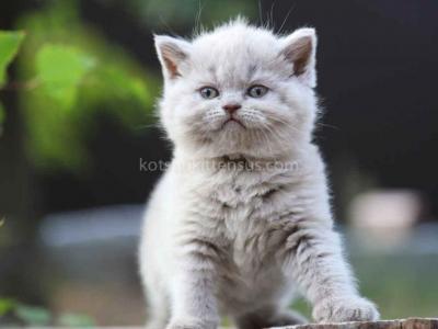 Plushy Teddy Bear Lilac British Shorthair Baby - British Shorthair - Gallery Photo #1