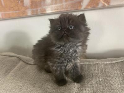 Oreo - Persian - Gallery Photo #1