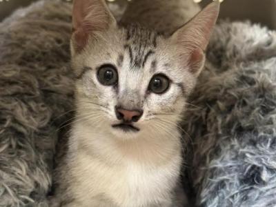 Mauma Mia Big Nose - Egyptian Mau - Gallery Photo #1