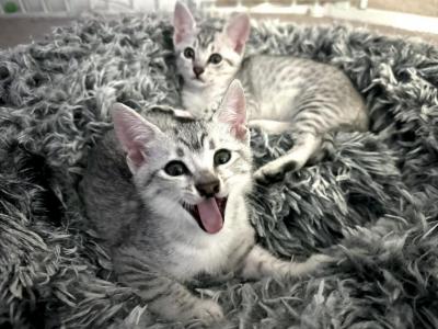 Mauma Mia Odesa & Kyiv - Egyptian Mau - Gallery Photo #1