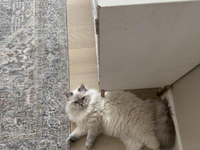 Jacques - Siberian - Gallery Photo #1