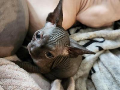 Dior's Babies - Sphynx - Gallery Photo #1