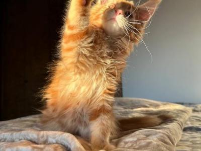 Smoky Maine Kitten With Pedigree With The Right Of - Maine Coon - Gallery Photo #1