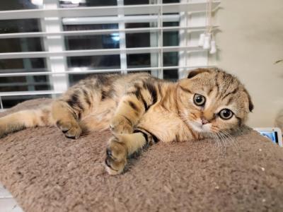 Barbara - Scottish Fold - Gallery Photo #1